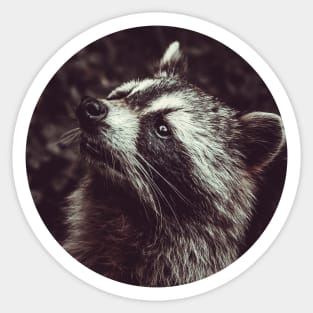 Beautiful Raccoon Photograph Sticker